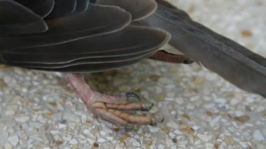 ölü kuş (Streptopelia chinensis tigrina)