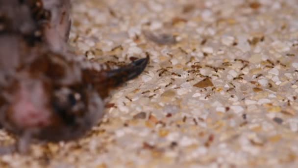 Ants eat a dead pigeon — Stock Video