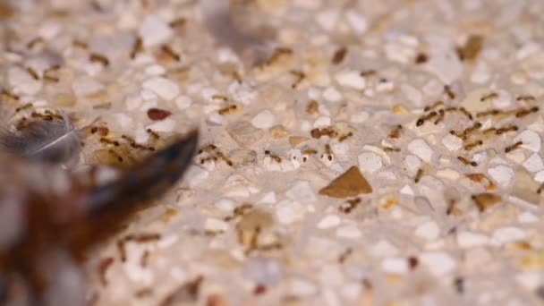 Ameisen fressen eine tote Taube — Stockvideo