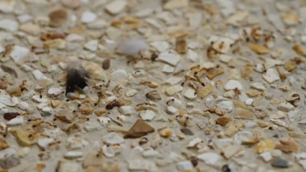 Ameisen gehen ihrem Geschäft nach — Stockvideo