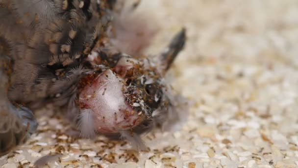 Ants eat a dead dove — Stock Video