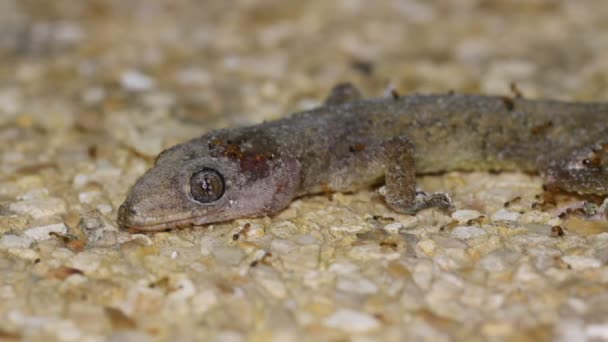 Ameisen fressen einen toten Gecko — Stockvideo