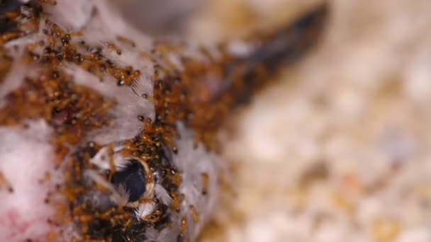 Ameisen fressen tote Fleckentaube — Stockvideo