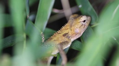 Doğu Bahçe kertenkele Calotes versicolor, Tayland
