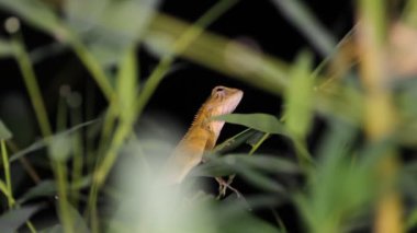 Oryantal Bahçe kertenkele Calotes versicolor, gece. Tayland