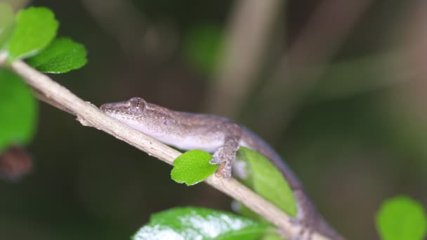 South Asian House Gecko. Thajsko — Stock video