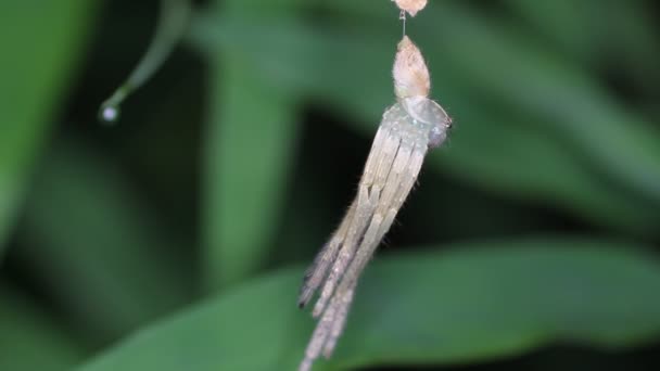 Spider molts night — Stock Video