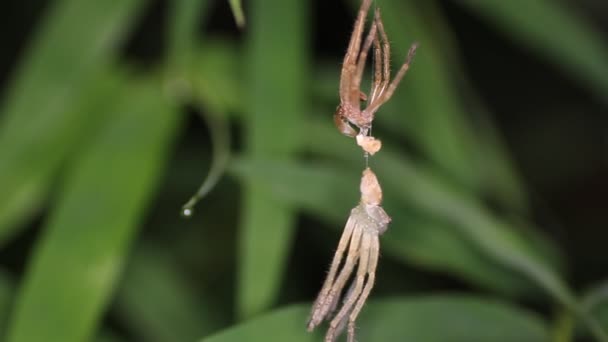 Spider molts night. Thailand — Stock Video