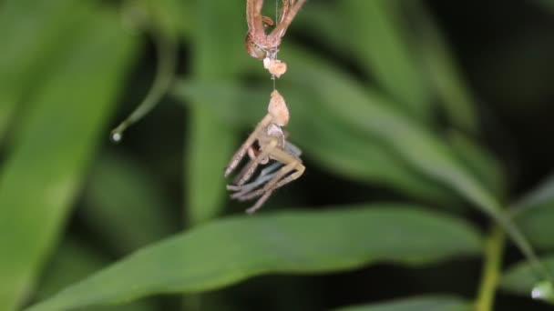 Spider molts night — Stock Video