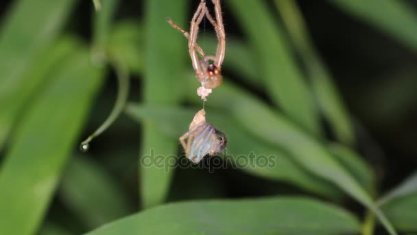 Spider molts night — Stock Video