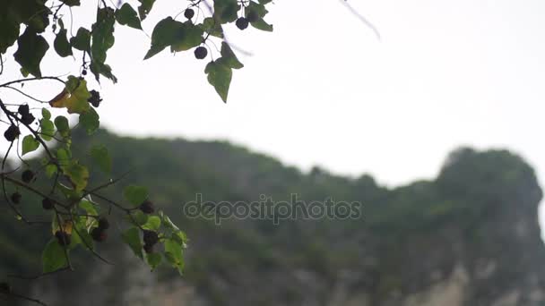 Feuilles contre les rochers et le ciel — Video