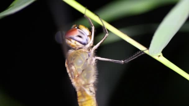 Dragonfly nacht close-up — Stockvideo