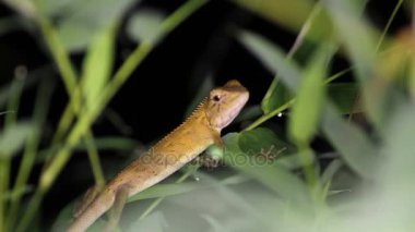 Değiştirilebilir kertenkele Calotes versicolor, gece. Tayland