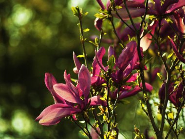 Rowa manolya kwitnca w ogrodzie, zielone to