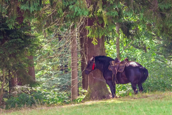 Lost horse in the forest