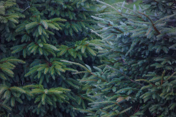 Yumuşak mavi ladin.