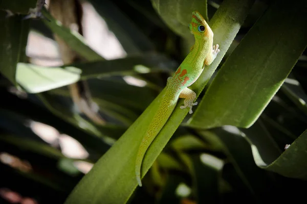 Grüner Gecko von La Réunion — Stockfoto