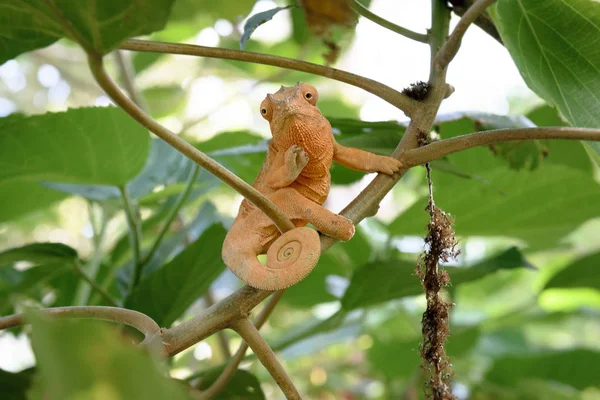 Orange femal chameleon — Stock Photo, Image