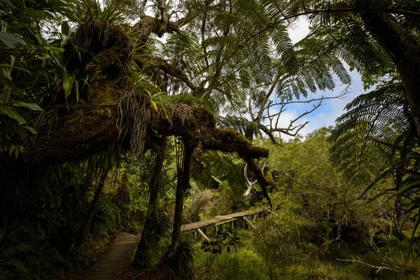 Boardwalk birincil ormanda