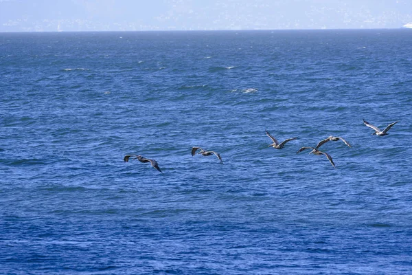 Fligth brązowy pelikanów — Zdjęcie stockowe