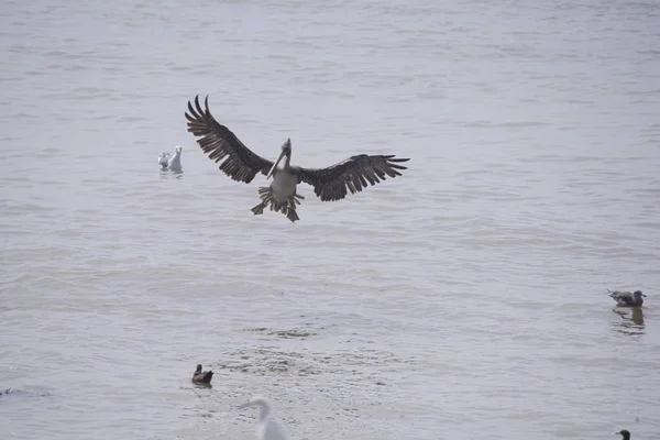 Brown pelican ditching — Stock Photo, Image