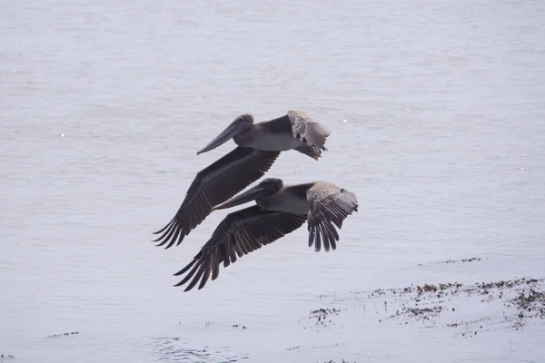 Balet pelikanowy brązowy — Zdjęcie stockowe