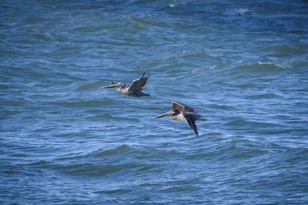 Deux pélicans bruns — Photo