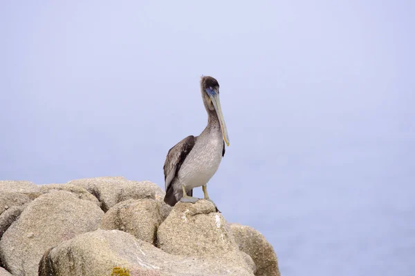 Brown pelican on a rock — Stock Photo, Image