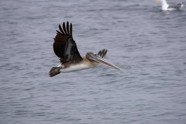 Pelikan brunatny w Kalifornii — Zdjęcie stockowe