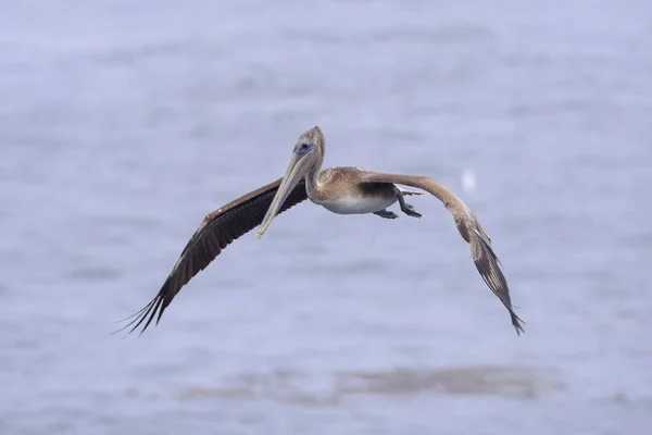 Pelicano castanho voador — Fotografia de Stock