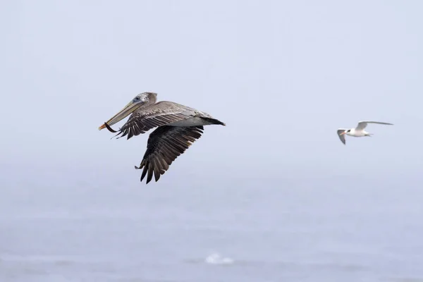 Коричневый пеликан в Калифорнии — стоковое фото