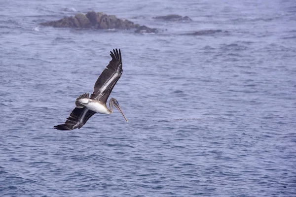 Brown pelican in california — Stock Photo, Image