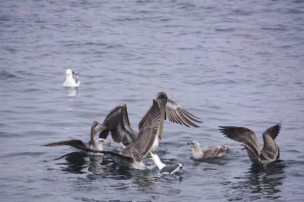 Brown pelican and seagull festing — Stock Photo, Image