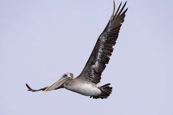 Pelicano marrom de perto — Fotografia de Stock