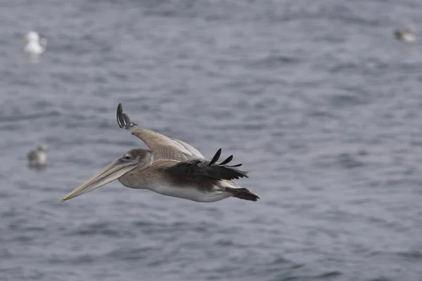 Brown pelican in california — Stock Photo, Image