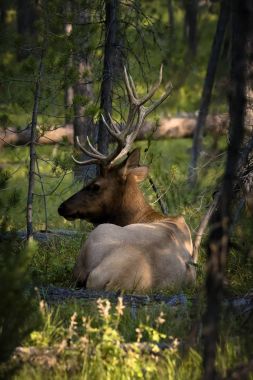 Teton's elk clipart