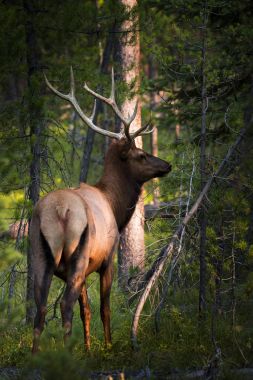 Elk grand teton Park