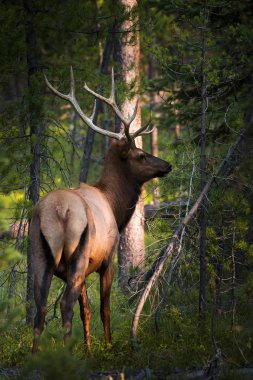 Elk in grand teton park clipart