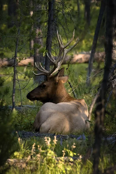 Teton'ın elk — Stok fotoğraf