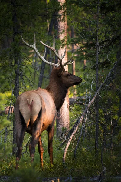 Alce nel grande parco tetonico — Foto Stock