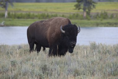 Çayırdaki bizon