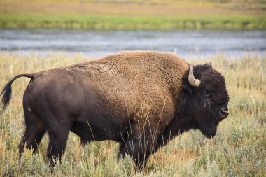 Yellowstone Bison