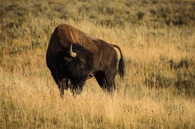 Gün batımında bizon