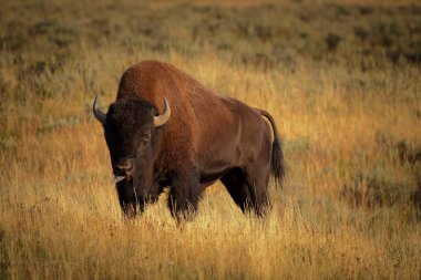 Bison, dilini çekerek