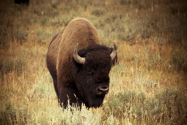 Bison in Hayden Valley — Stock Photo, Image