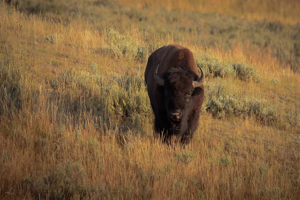 Bisonte do parque nacional de yellowstone — Fotografia de Stock