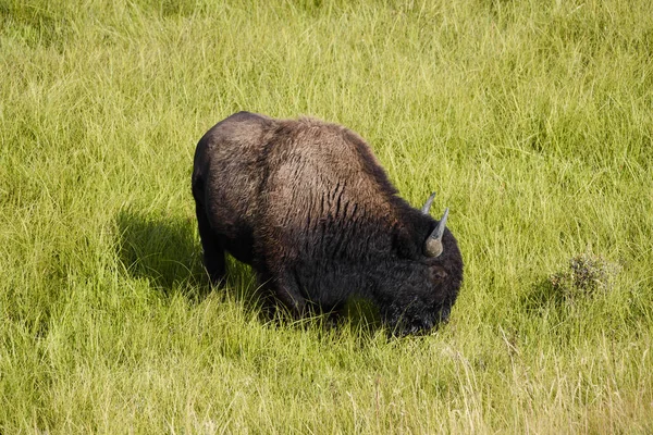 Pastoreio de bisonte no vale de lammar — Fotografia de Stock