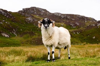 İrlanda beyaz koyunu balçık ligi yakınlarında