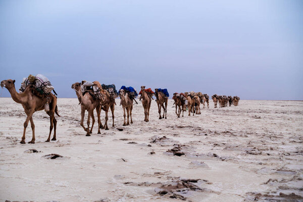 Camels caravan bring back salt harvest from the day
