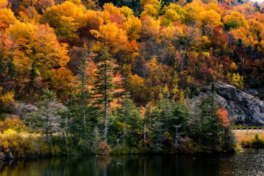 Kancamagus otoyolundaki kunduz göleti